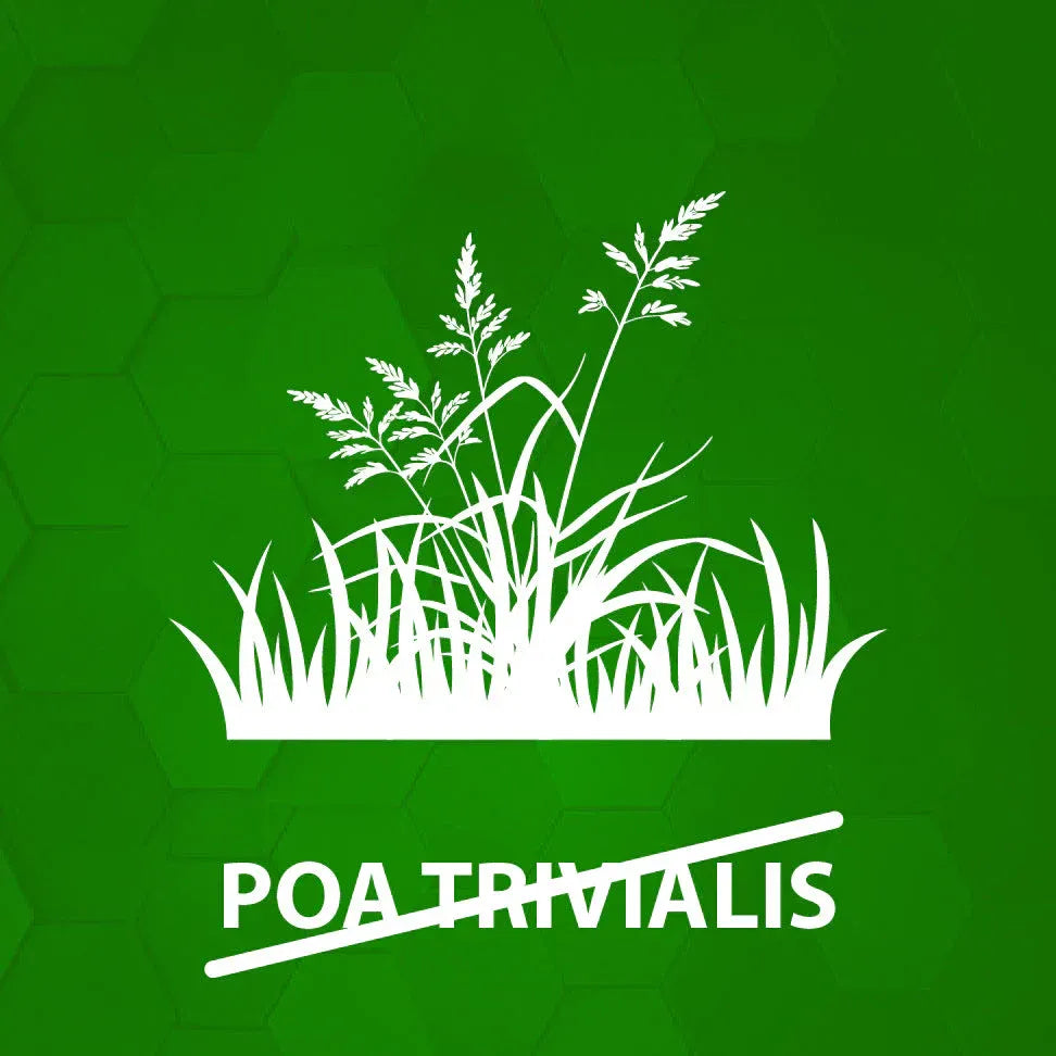 Mauvaises herbes difficiles à éradiquer Image